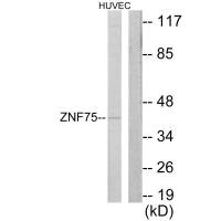 ZNF75D antibody