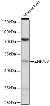ZNF763 antibody