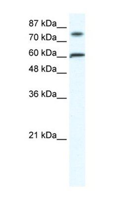 ZNF768 antibody