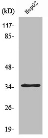 ZNF771 Antibody