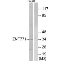 ZNF771 antibody