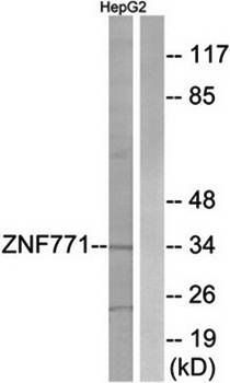 ZNF771 Antibody