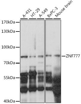 ZNF777 antibody