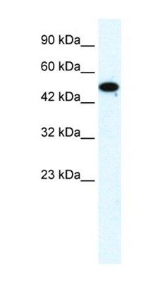 ZNF778 antibody