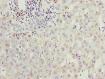 ZNF785 Antibody