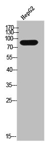 ZNF785 Antibody
