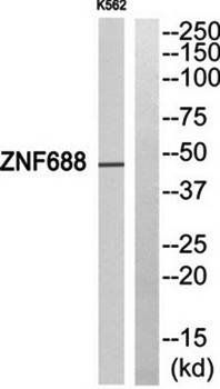 ZNF785 Antibody