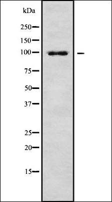 ZNF786 antibody