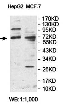 ZNF792 antibody
