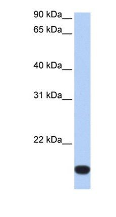 ZNF826P antibody