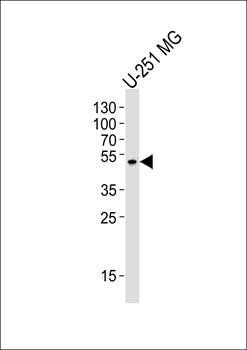 ZNF830 antibody