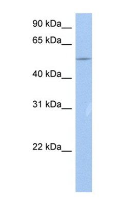ZNF835 antibody