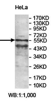 ZNF83 antibody
