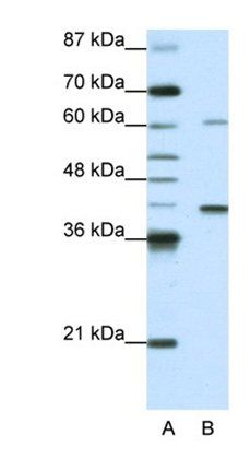 ZNF843 antibody