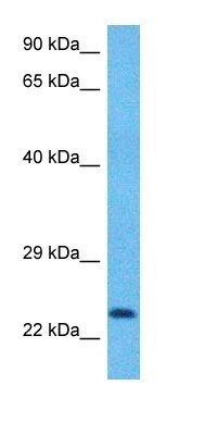 ZNF846 antibody
