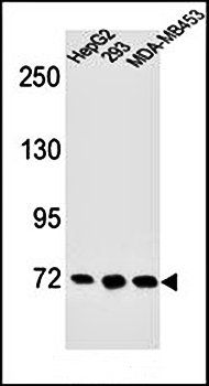 ZNF860 antibody