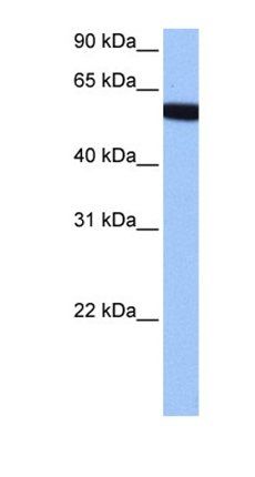 ZNF891 antibody