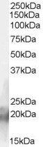 Goat anti-ZNF9 / CNBP Antibody