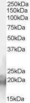 CNBP antibody