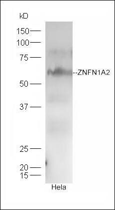 ZNFN1A2 antibody