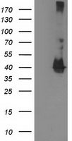 ZNRD2 antibody