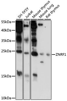 ZNRF1 antibody
