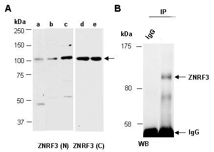 ZNRF3 antibody pair