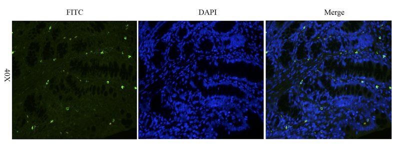 ZO-1 antibody (FITC)