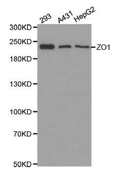 ZO1 antibody
