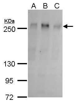 ZO-1 Rabbit Polyclonal Antibody