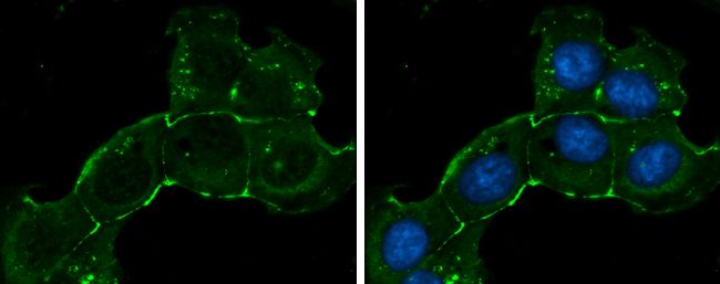 ZO-1 antibody [N1N2], N-term