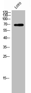 ZP1 antibody