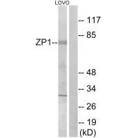 ZP1 antibody