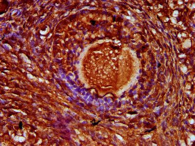 ZP4 Antibody