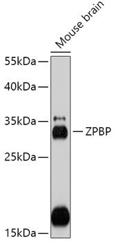 ZPBP antibody
