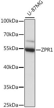 ZPR1 antibody