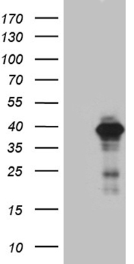 ZRANB2 antibody