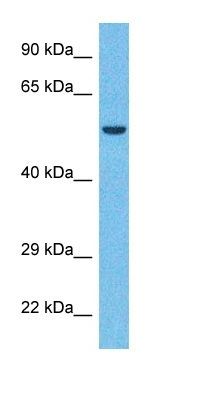 ZSC22 antibody