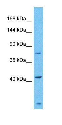 ZSC29 antibody