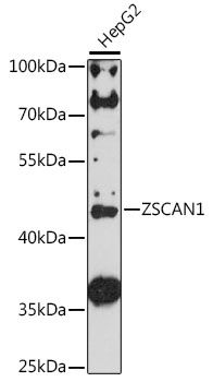ZSCAN1 antibody