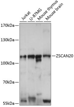 ZSCAN20 antibody