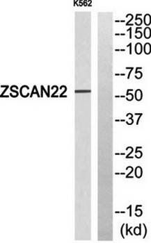ZSCAN22 antibody