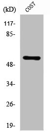 ZSCAN25 antibody