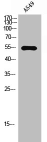 ZSCAN25 Antibody