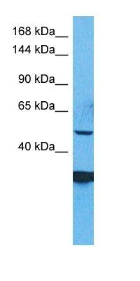 ZSCAN29 antibody