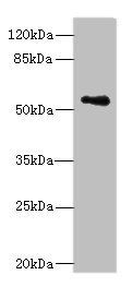 ZSCAN32 antibody