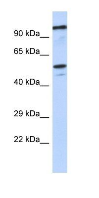 ZSCAN5A antibody