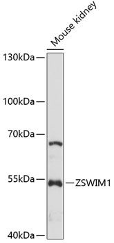 ZSWIM1 antibody