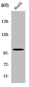 ZZZ3 Antibody