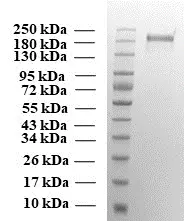 SDS PAGE of SARS-CoV-2 trimeric soluble full-length Spike protein, Gamma variant, S protein